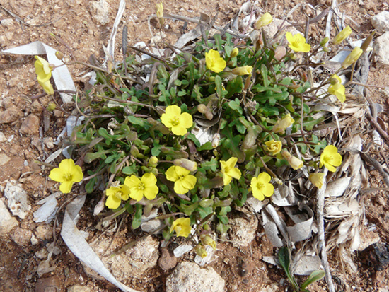 Diplotaxis scaposa / Ruchetta con scapo